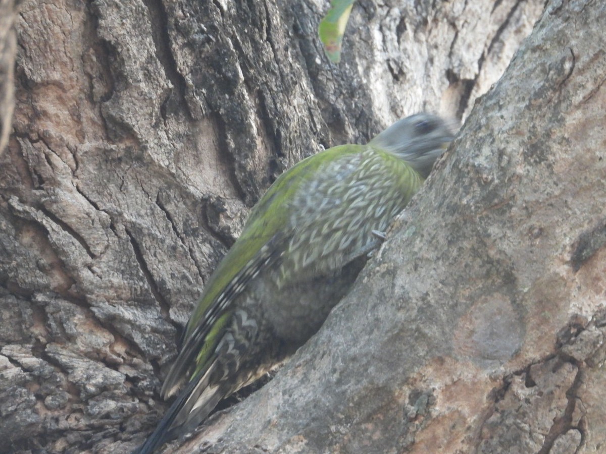 Streak-throated Woodpecker - Lakshmikant Neve