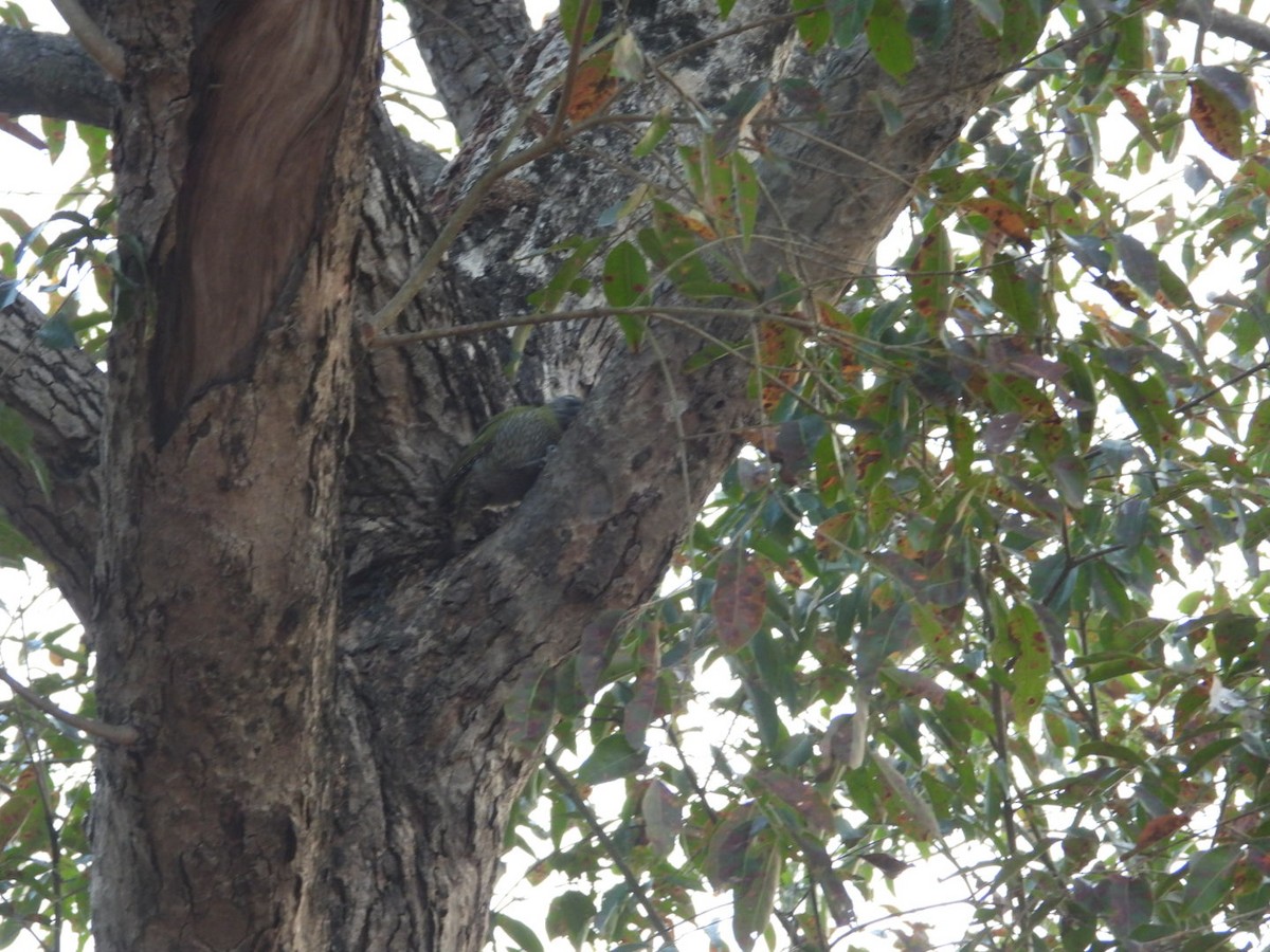 Streak-throated Woodpecker - Lakshmikant Neve