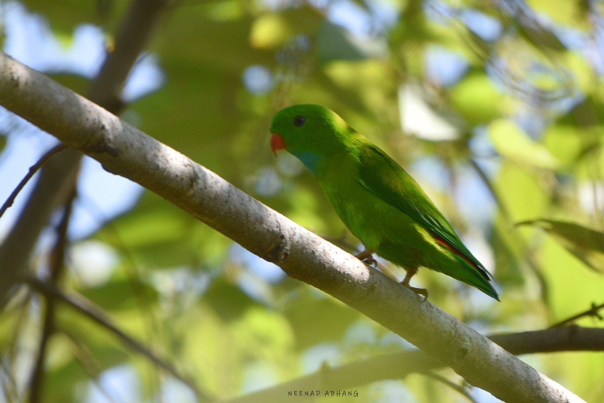 Vernal Hanging-Parrot - ML613945932