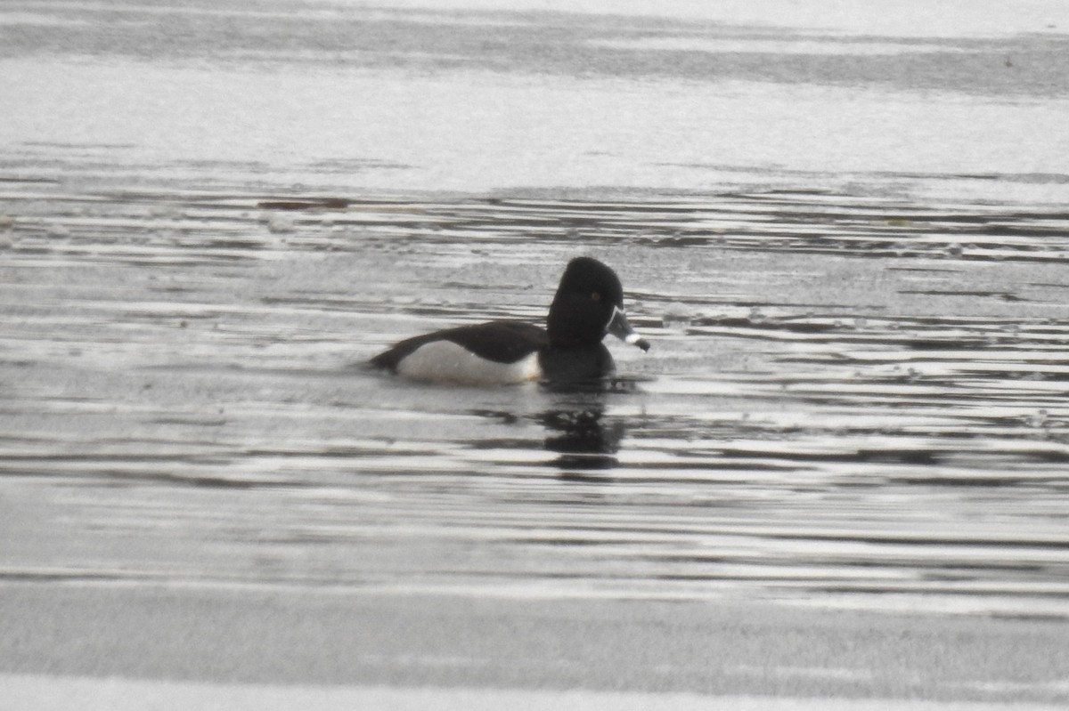 Ring-necked Duck - ML613946023