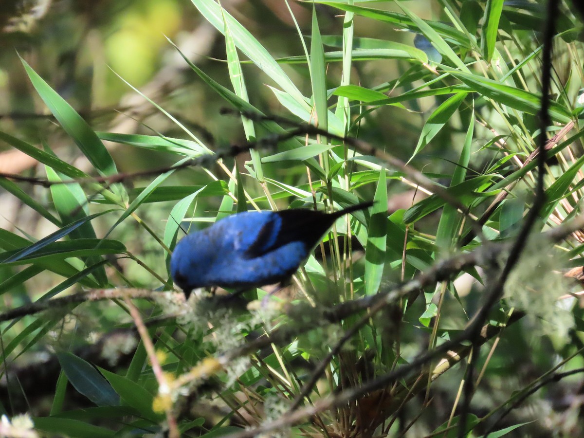 Blue-and-black Tanager - ML613946028