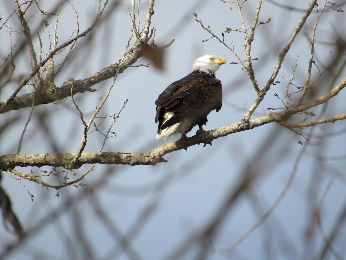 Bald Eagle - ML613946106