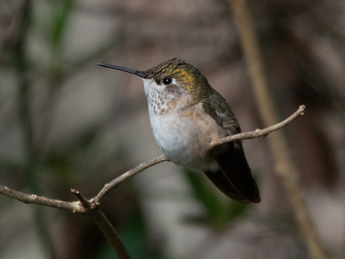 Calliope Hummingbird - Richard Kaskan