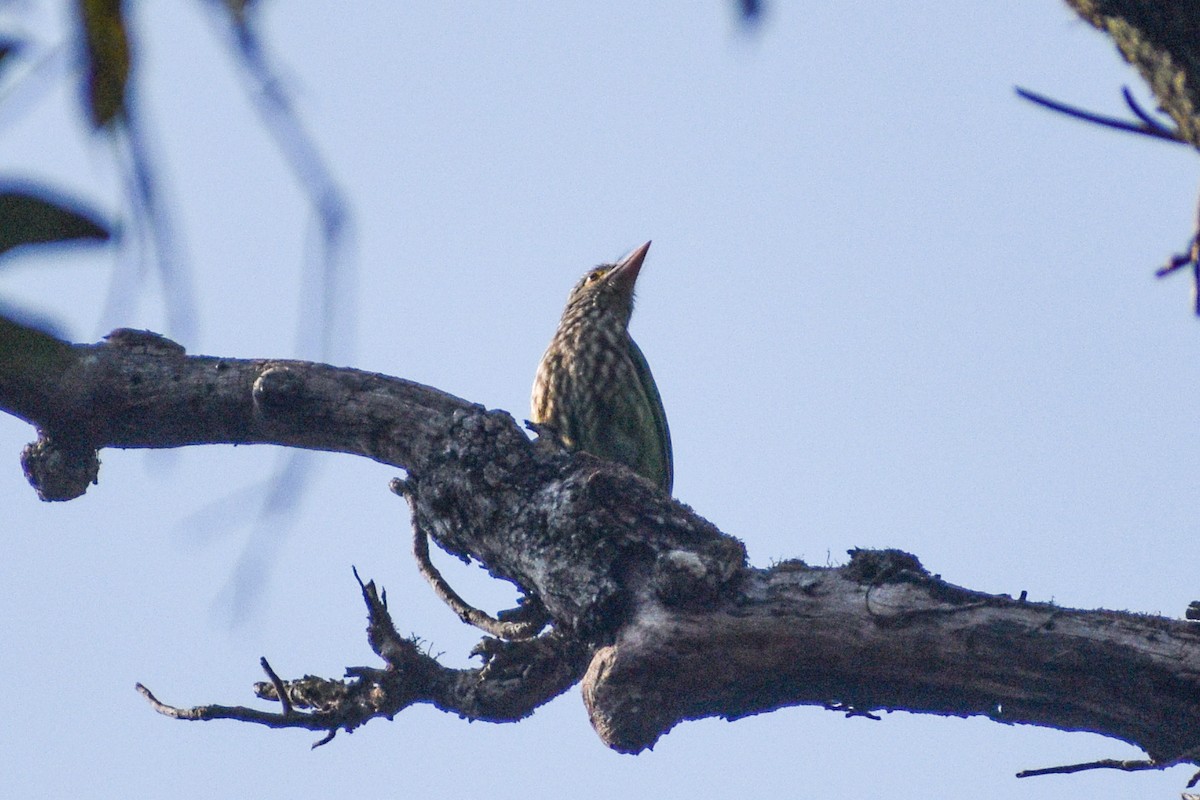 Lineated Barbet - ML613946144