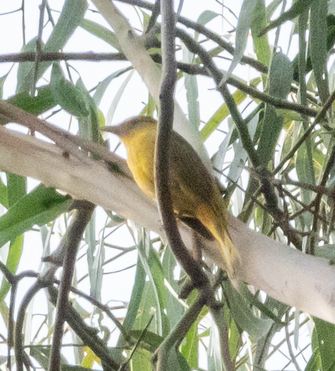 Hepatic Tanager - Mary-Rose Hoang