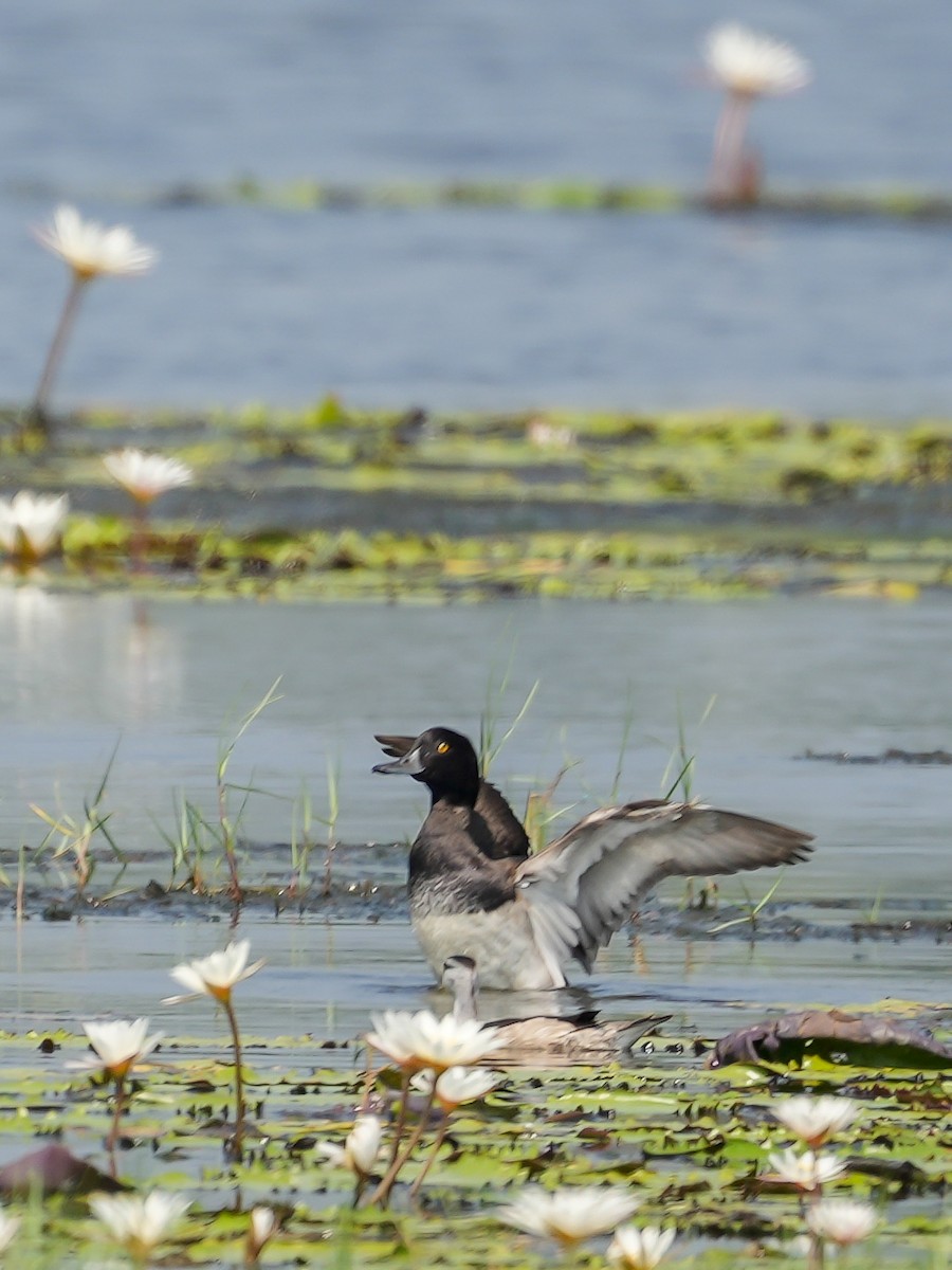 Tufted Duck - ML613946236