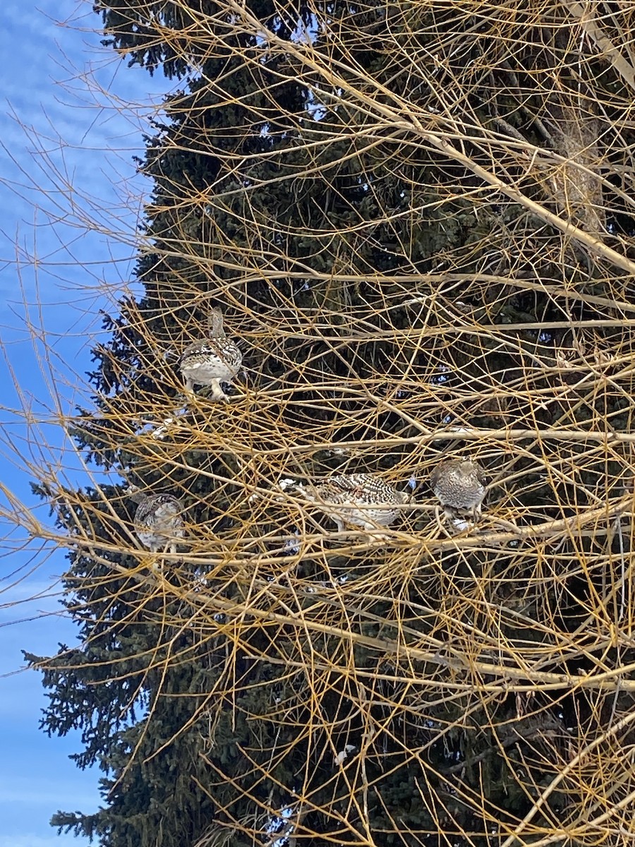 Sharp-tailed Grouse - ML613946254