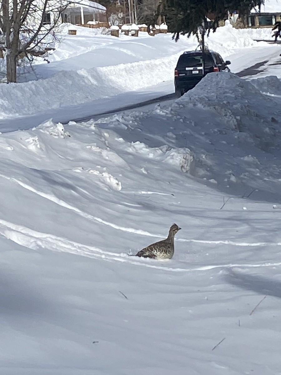 Sharp-tailed Grouse - ML613946267