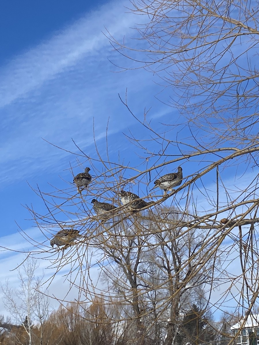 Sharp-tailed Grouse - ML613946268