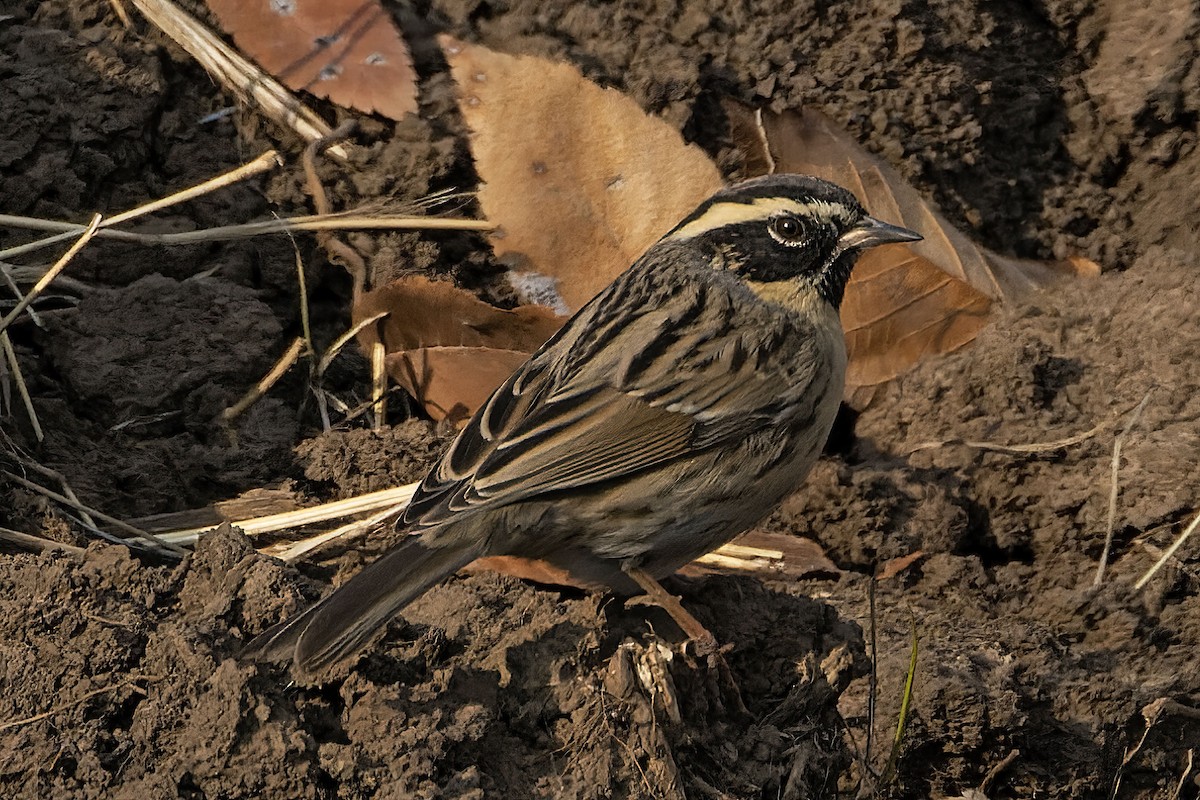 Black-throated Accentor - Vipul Gupta