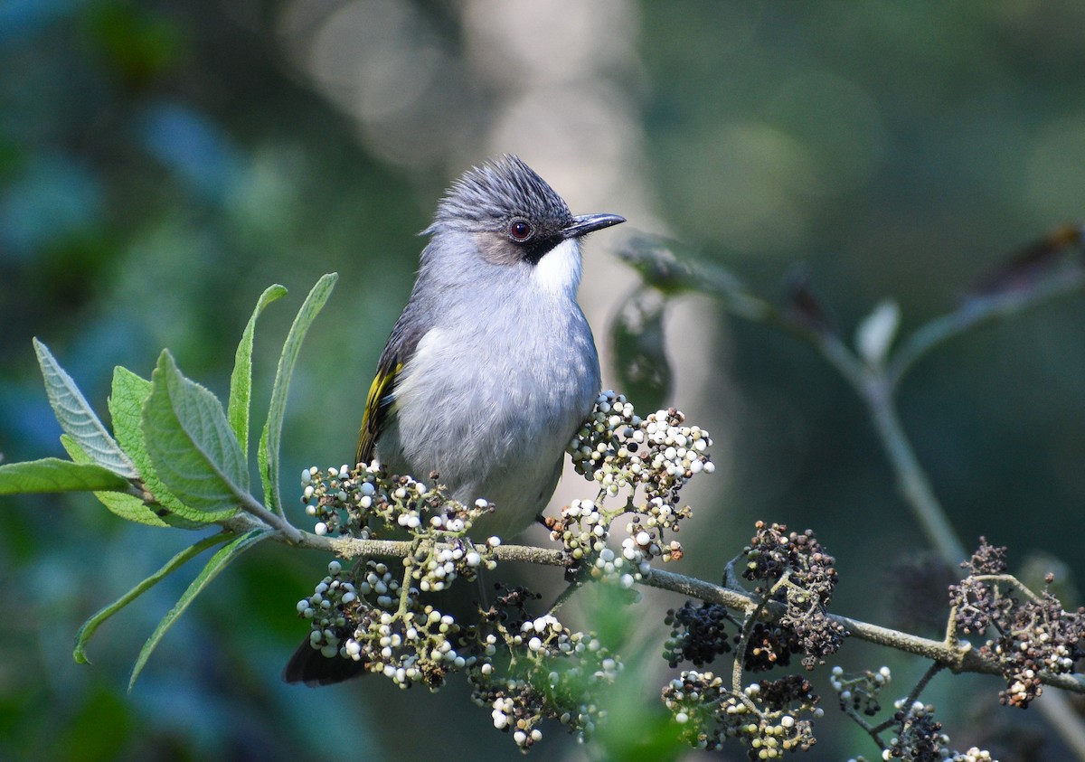 Ashy Bulbul - ML613946356