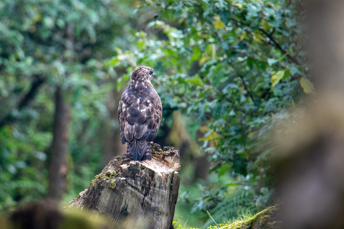 Mountain Buzzard - ML613946358