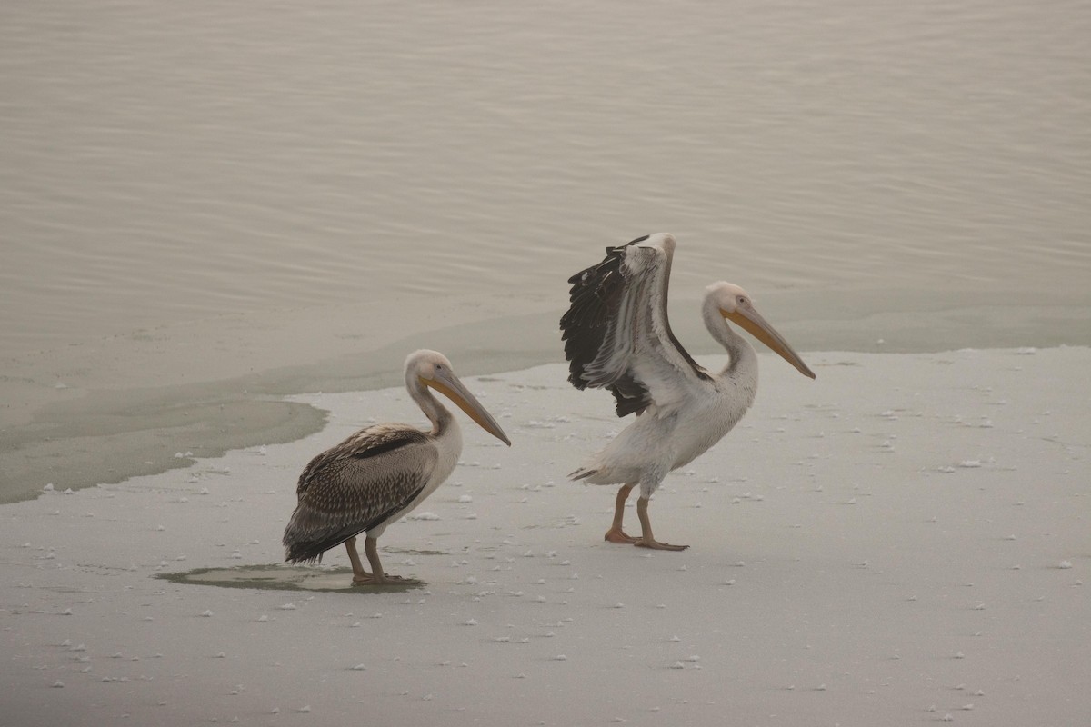 Great White Pelican - Florentina Tilvic