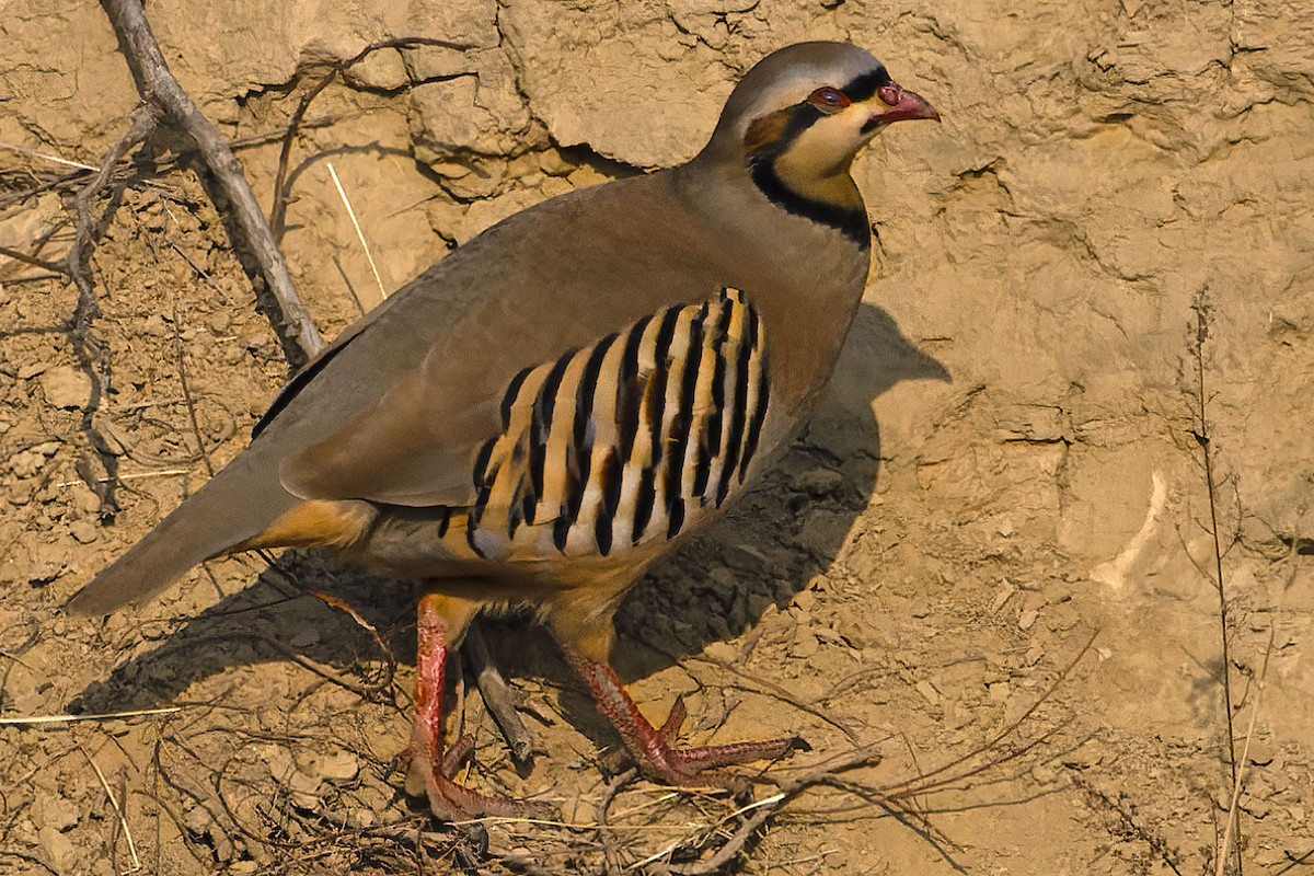 Chukar - ML613946364