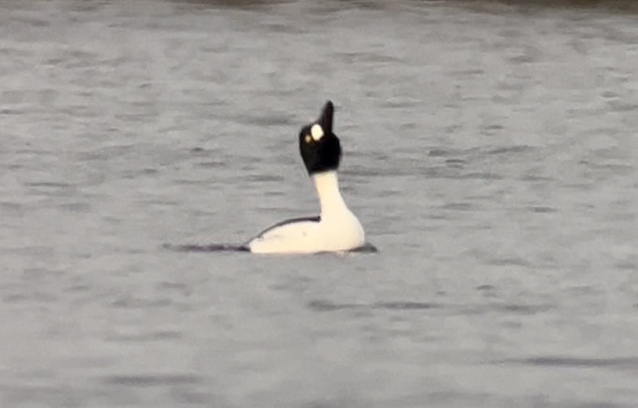 Common Goldeneye - ML613946393