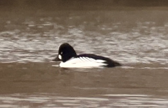 Common Goldeneye - ML613946395