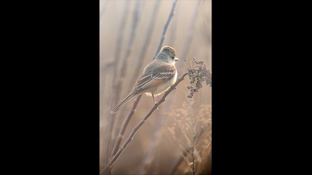 Ash-throated Flycatcher - ML613946469