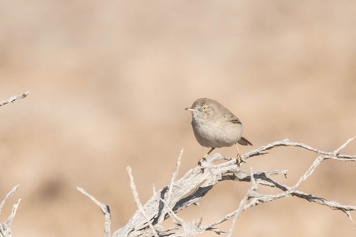 Asian Desert Warbler - ML613946512