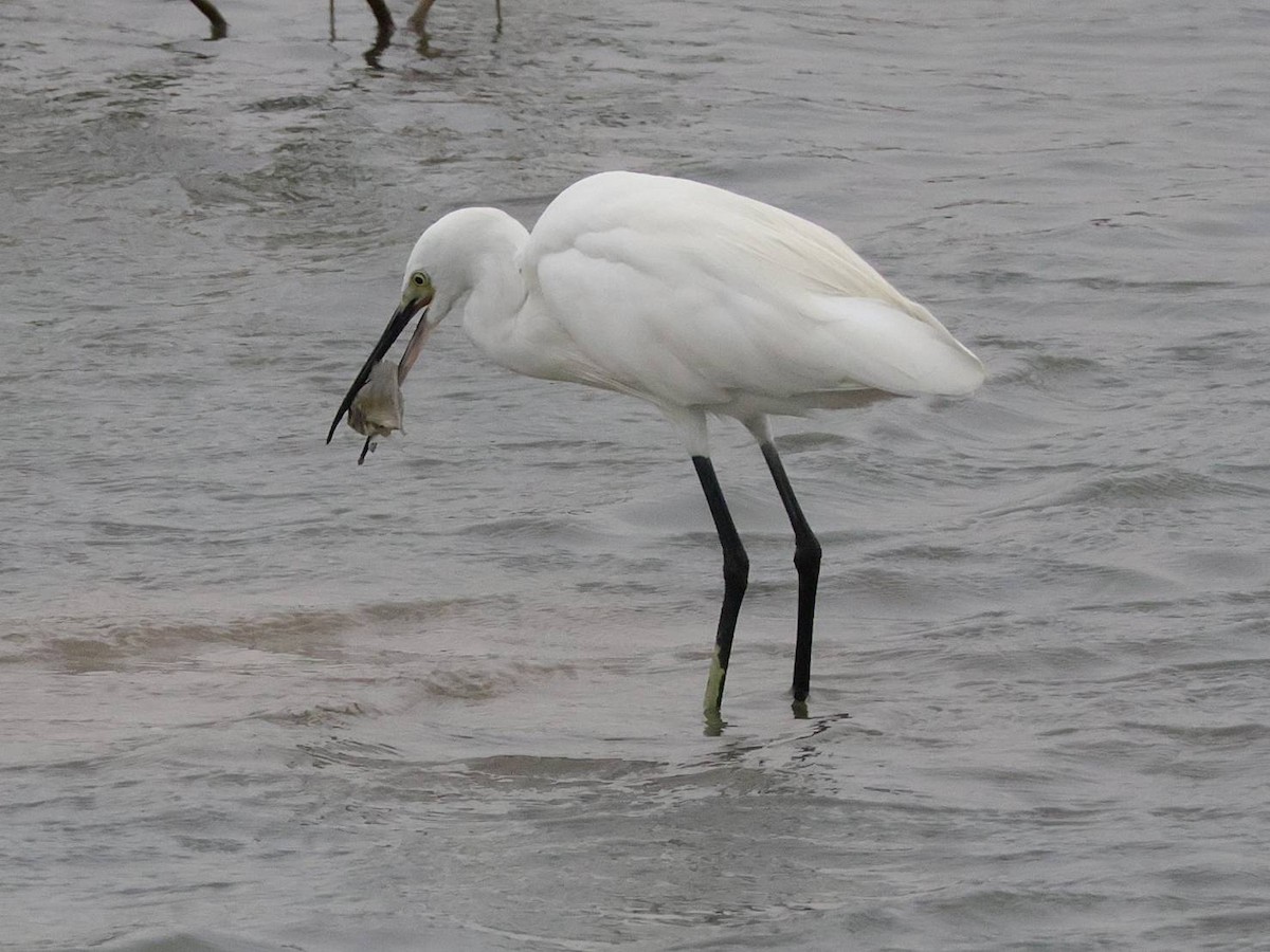 Little Egret - ML613946561