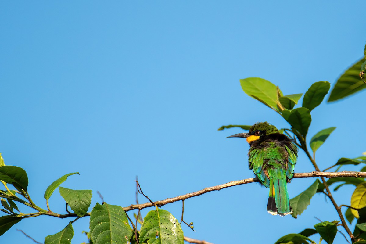 Cinnamon-chested Bee-eater - ML613946616