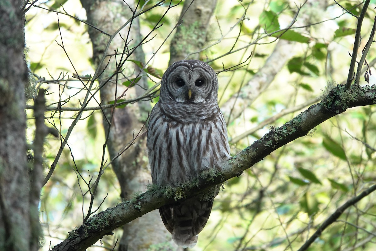 Barred Owl - ML613946635