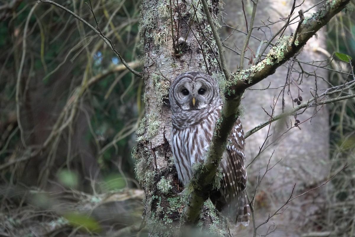 Barred Owl - ML613946651