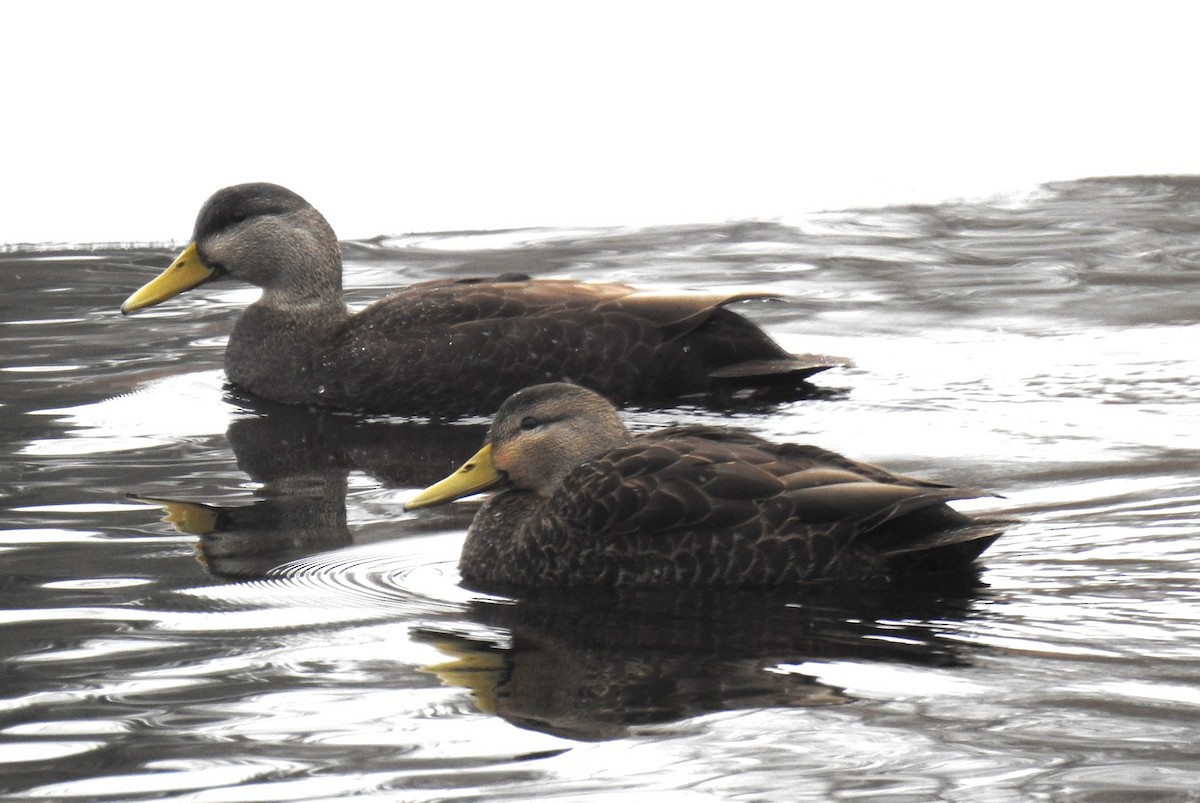 American Black Duck - Steve Mierzykowski