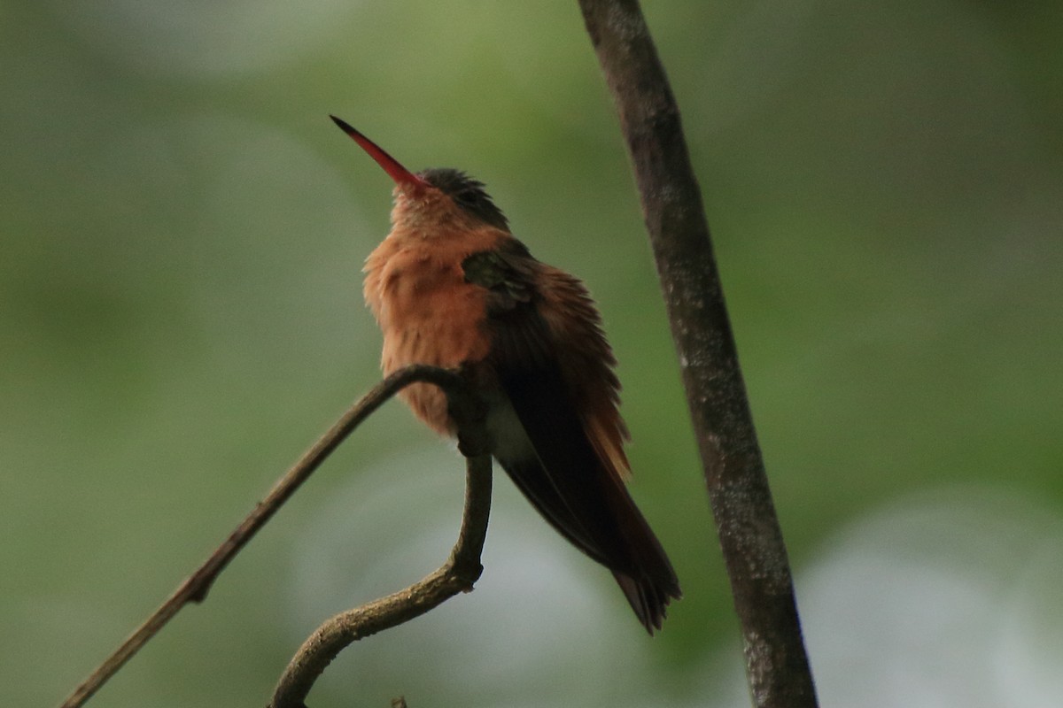 Cinnamon Hummingbird (Mainland) - ML613946790