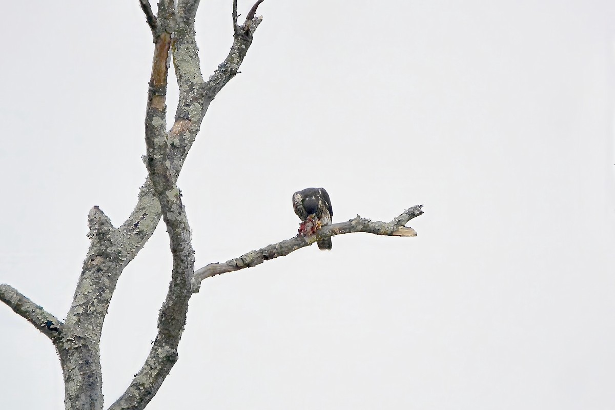 Peregrine Falcon - ML613946850