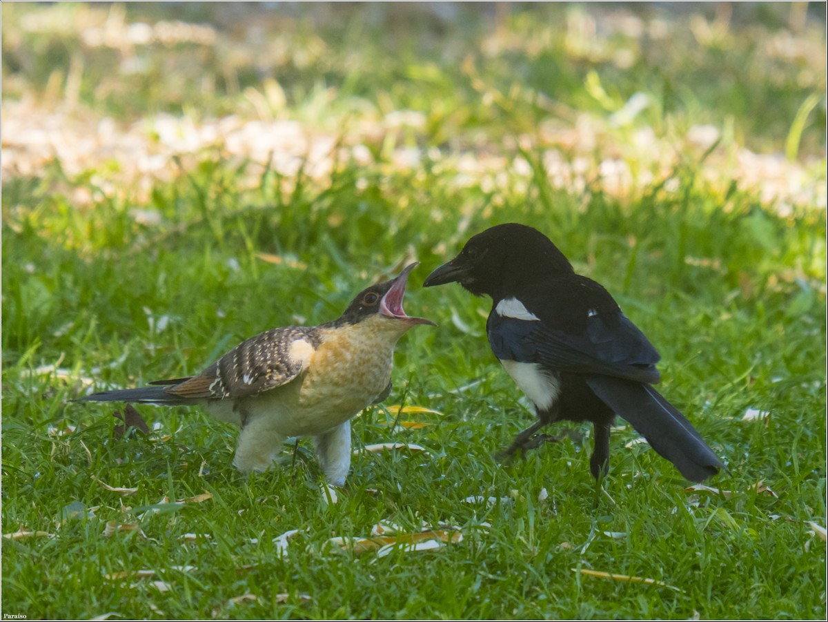 Great Spotted Cuckoo - ML613946854