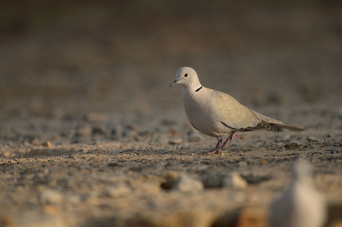 Red Collared-Dove - ML613946933