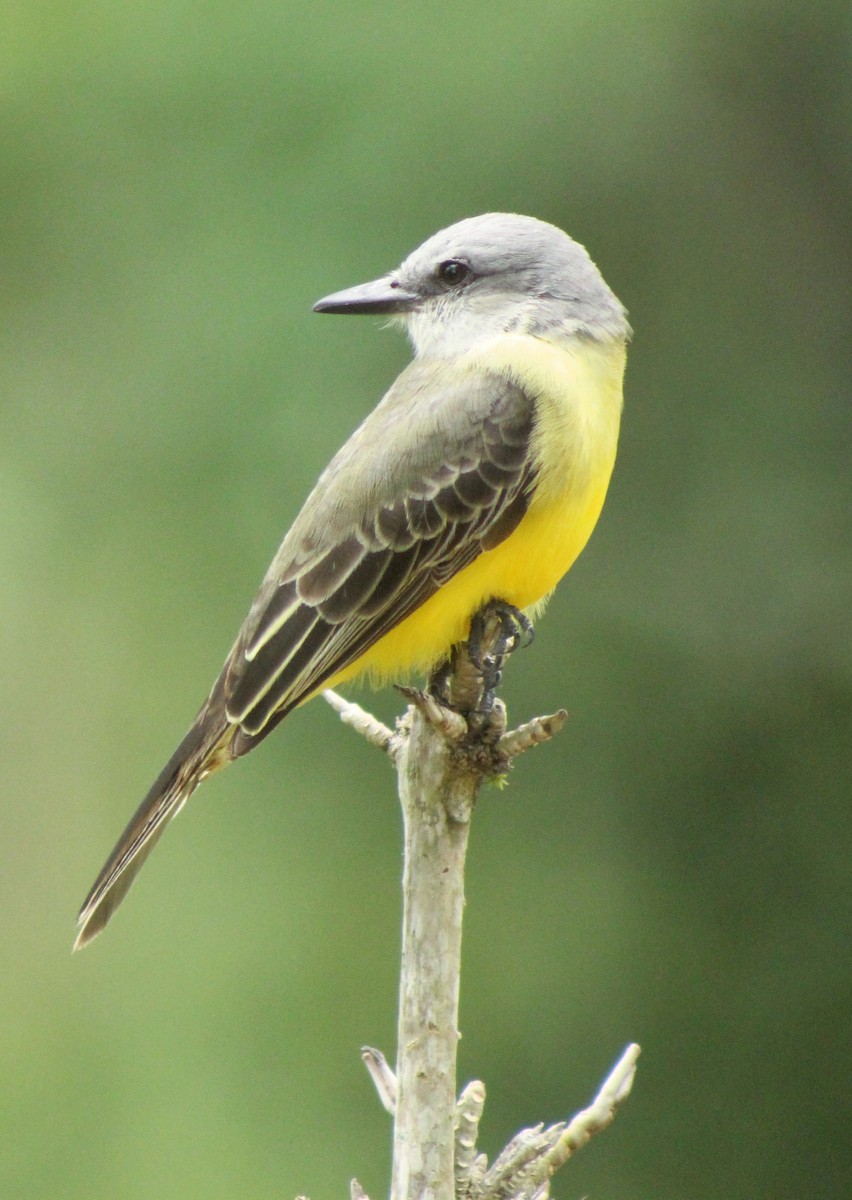 Tropical Kingbird - ML613947051