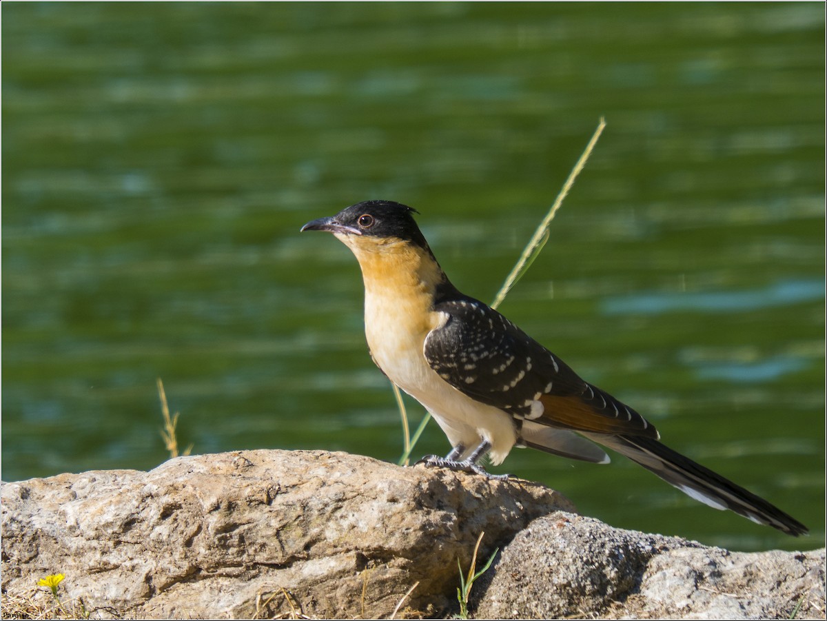 Great Spotted Cuckoo - ML613947072