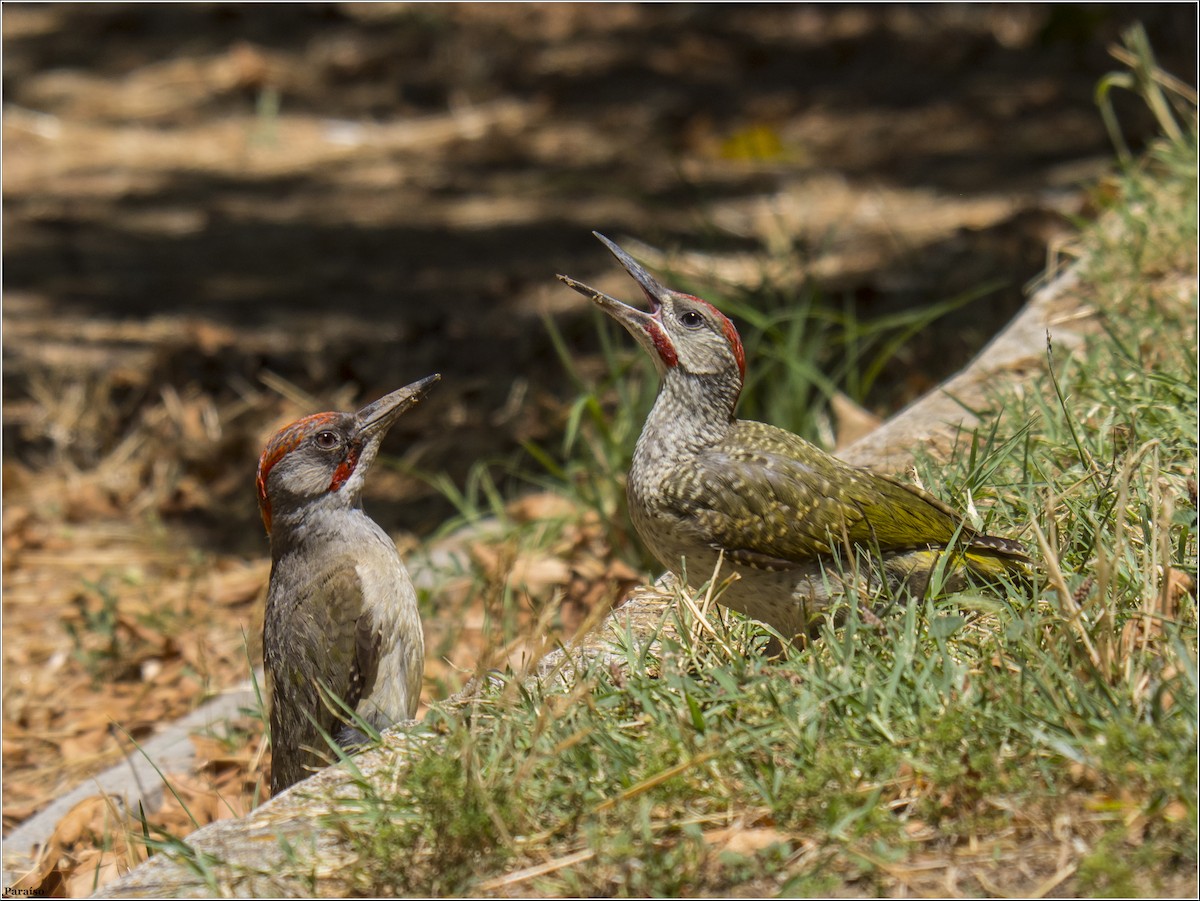 Iberian Green Woodpecker - ML613947086