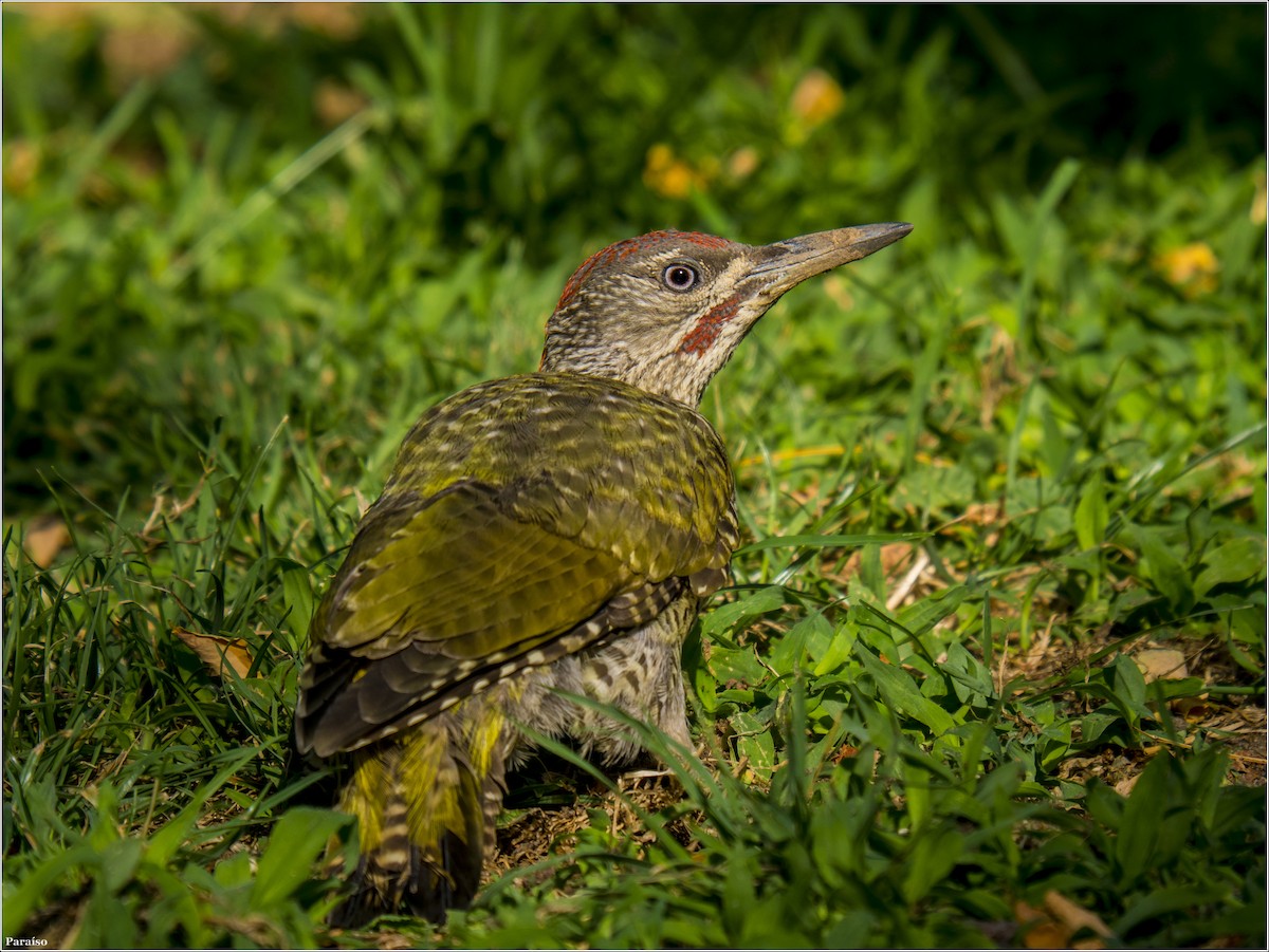 Iberian Green Woodpecker - ML613947120