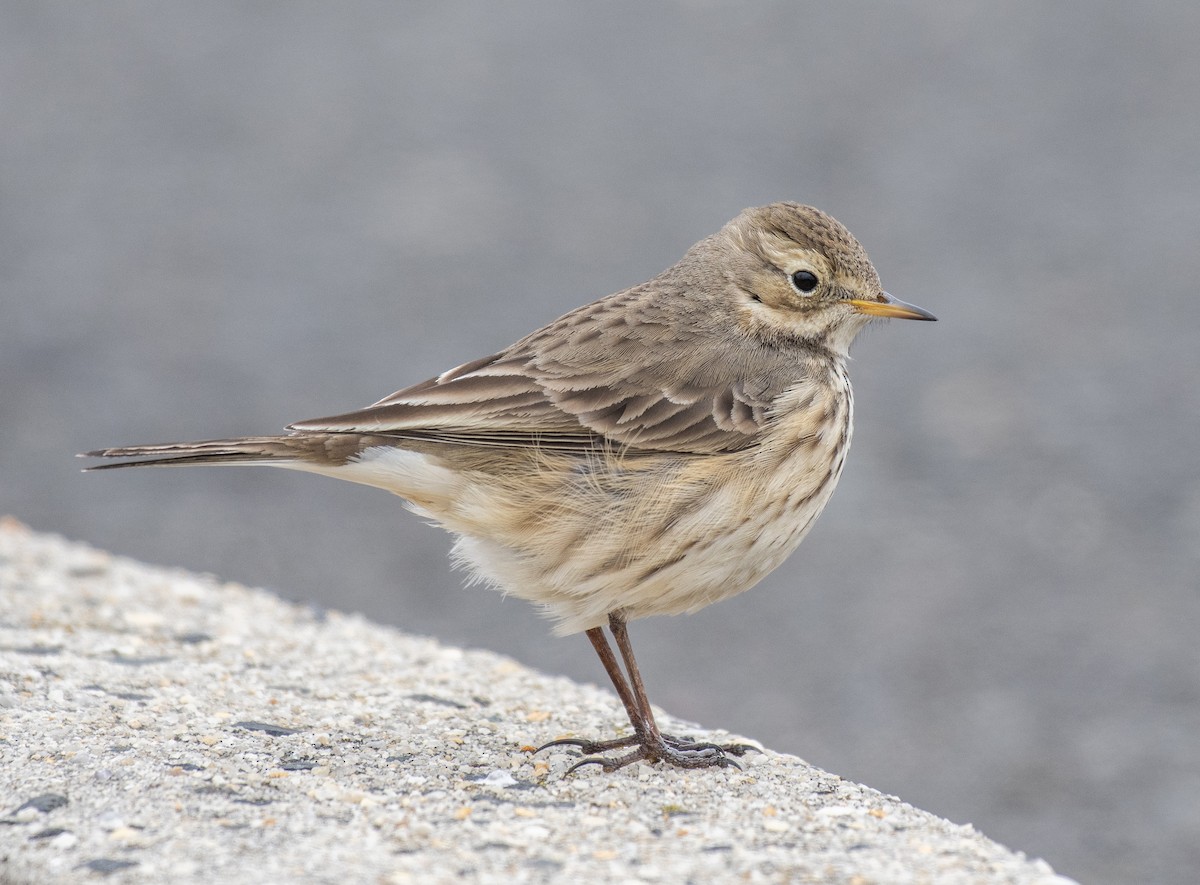 American Pipit - Dave DeSarno