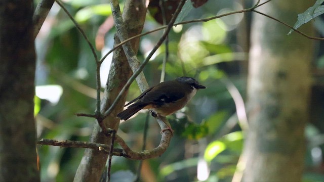 Gray-headed Robin - ML613947136