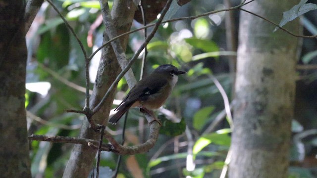 Gray-headed Robin - ML613947138