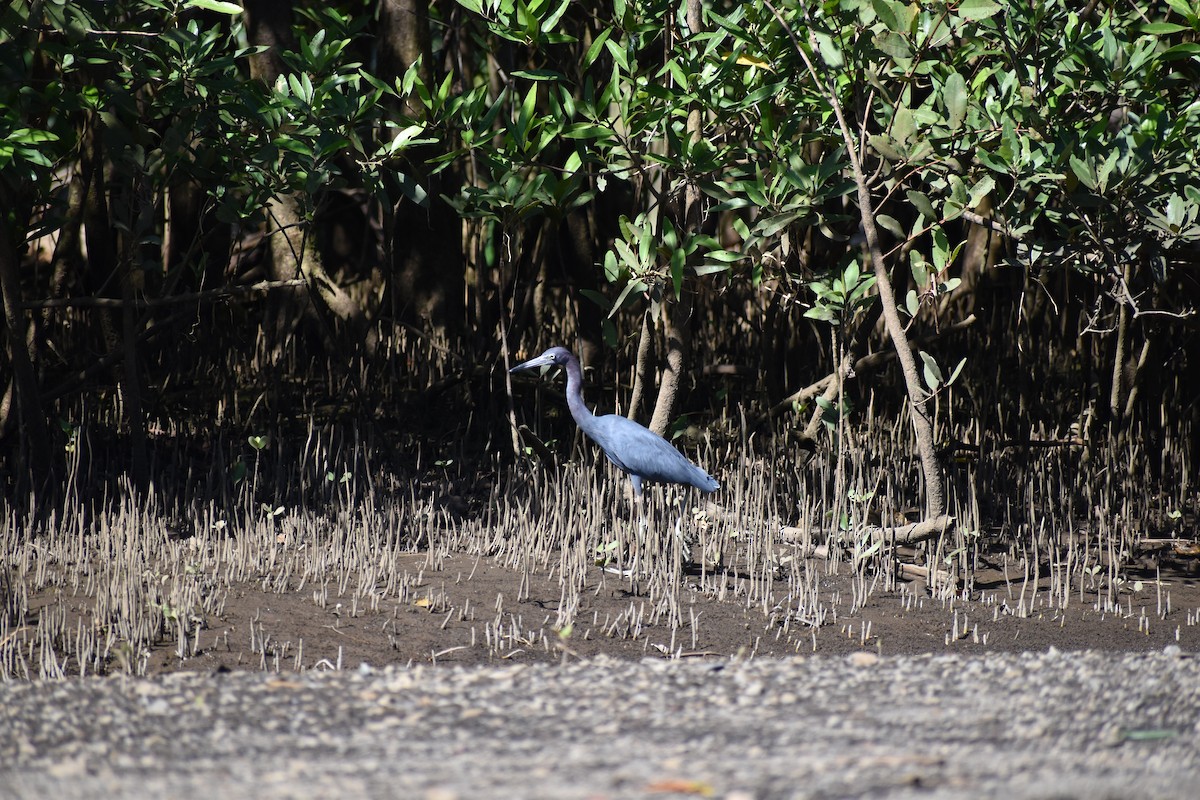 Aigrette bleue - ML613947195