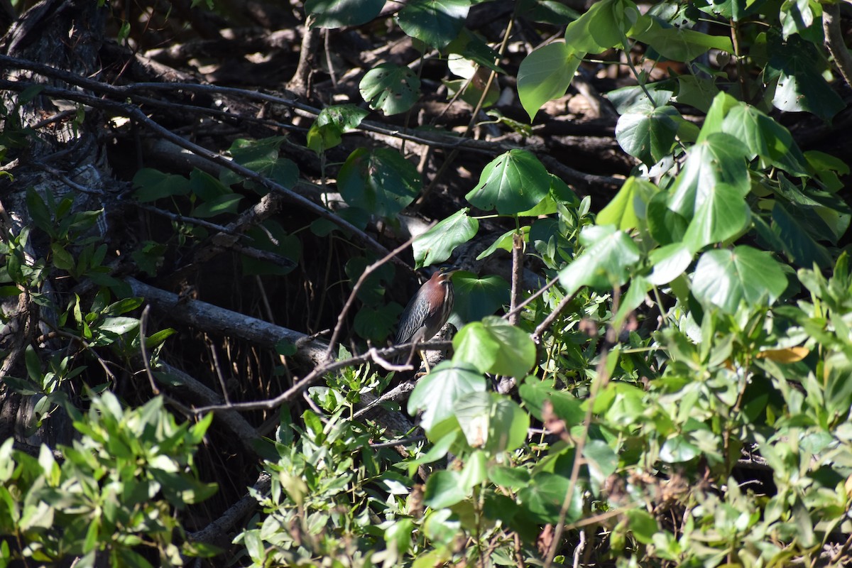 Green Heron - ML613947214