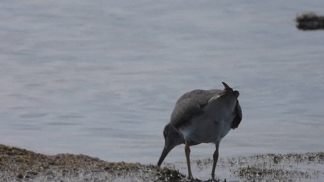 Wandering Tattler - ML613947218