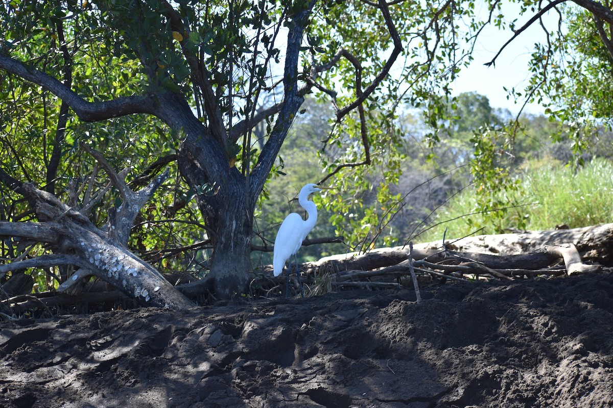 Great Egret - Alex Freeman