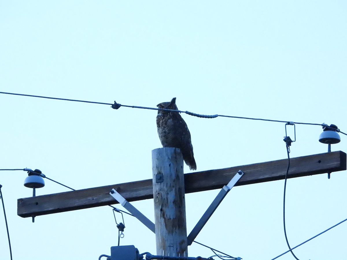 Great Horned Owl - ML613947221