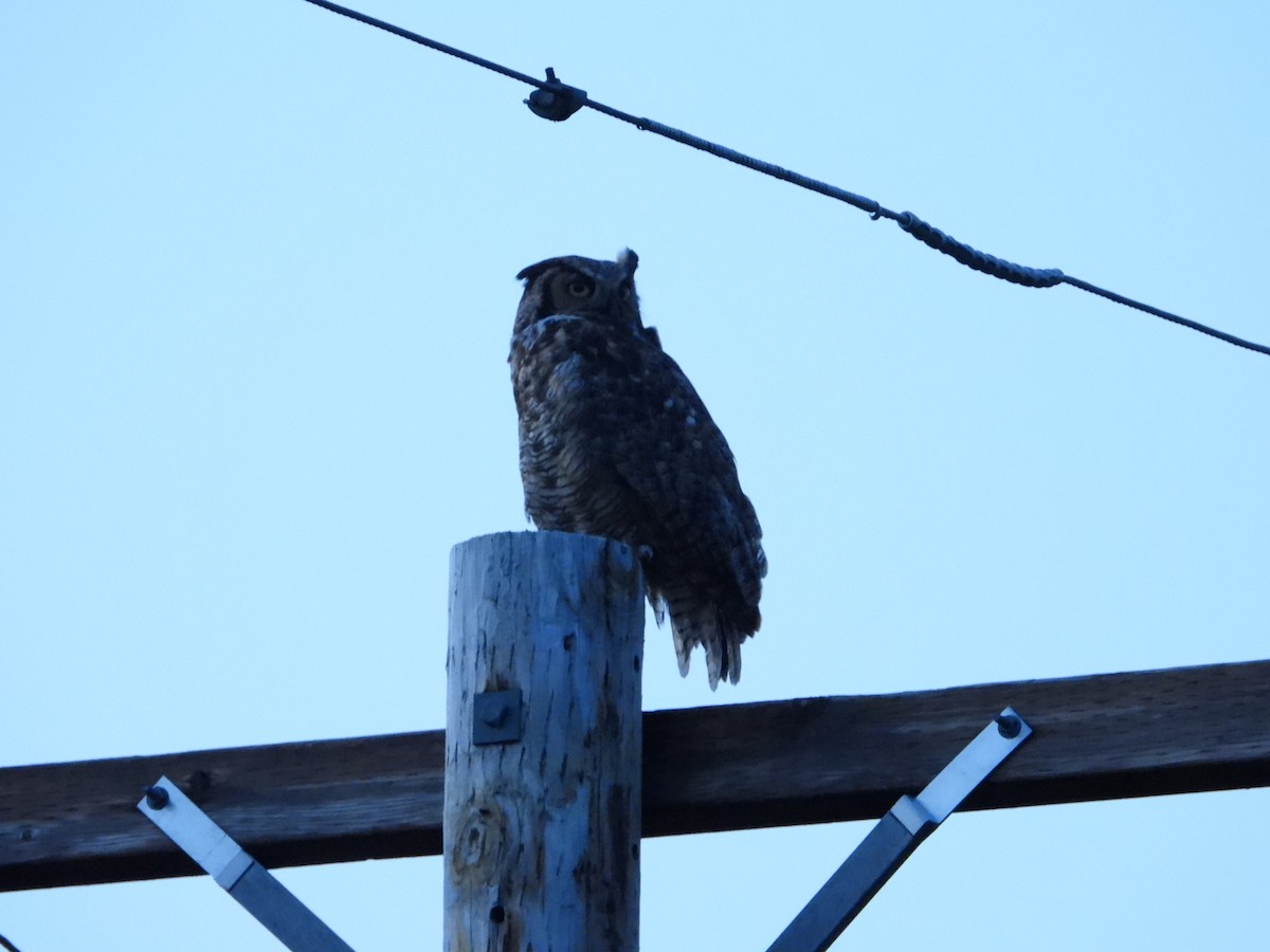 Great Horned Owl - ML613947224