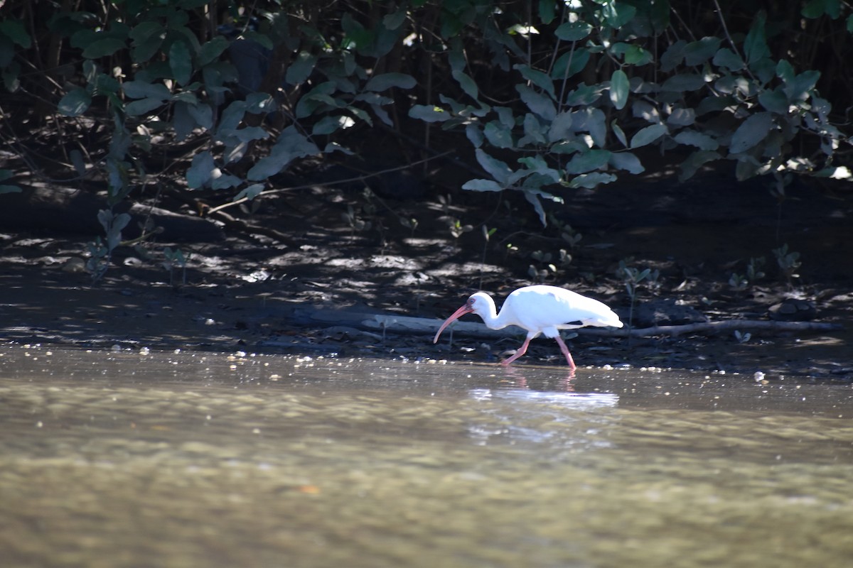 White Ibis - ML613947232