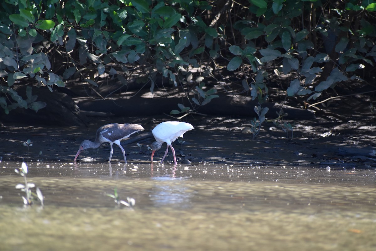 Ibis blanc - ML613947234