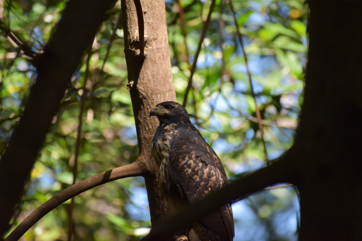 Broad-winged Hawk - ML613947275