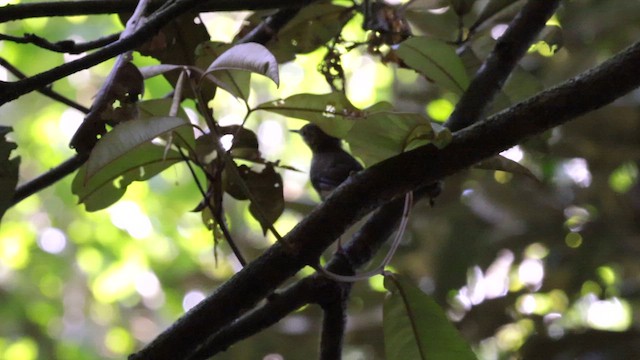 Large-billed Scrubwren - ML613947288