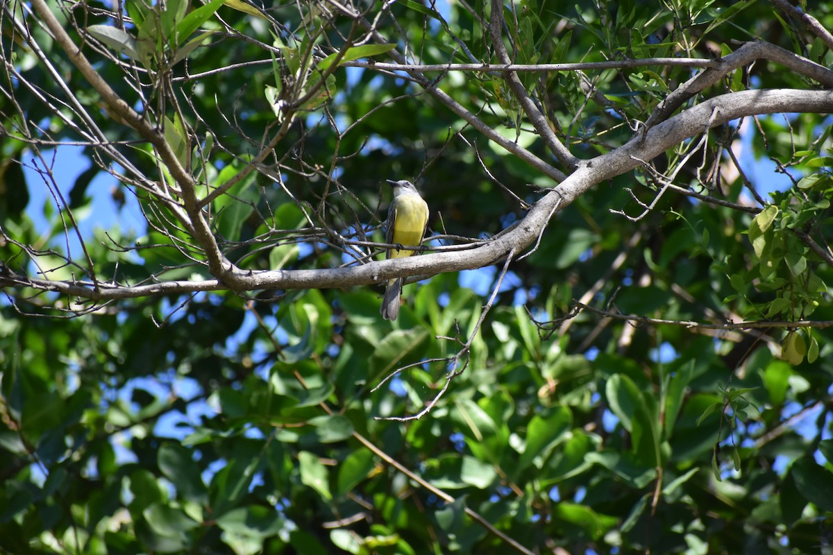 Tropical Kingbird - Alex Freeman