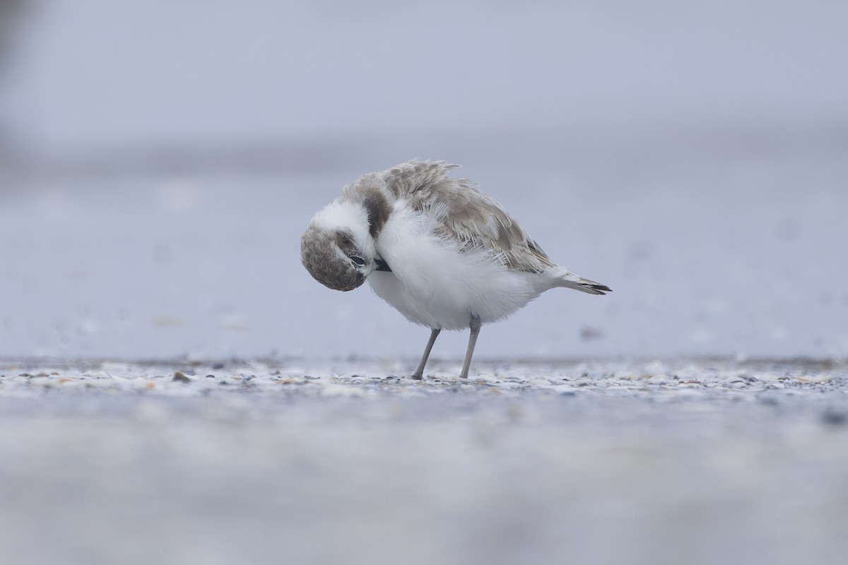 Snowy Plover - Phil Thompson